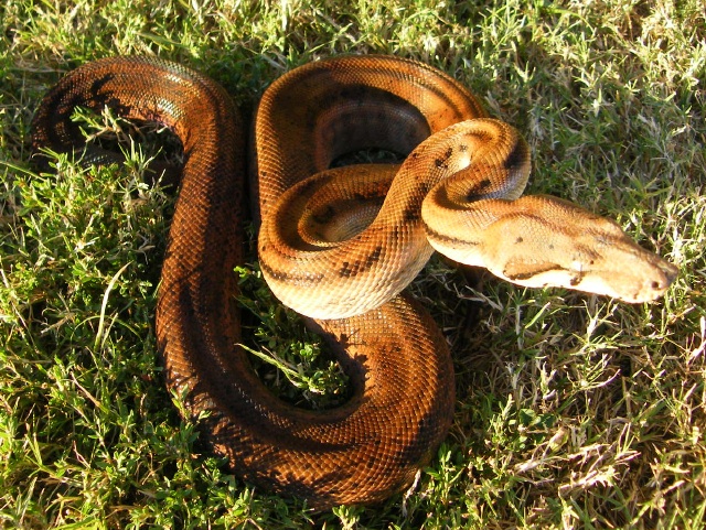 Hypo Het Tpos - Female