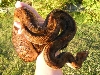 Hypo Het Tpos - Female