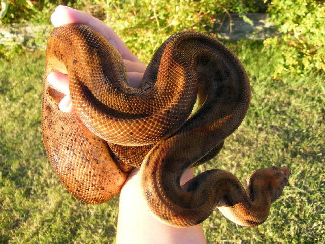 Hypo Het Tpos - Female