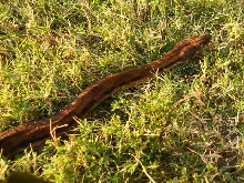 Hypo Het Tpos - Female