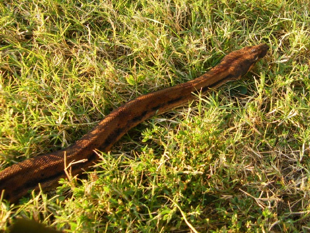 Hypo Het Tpos - Female