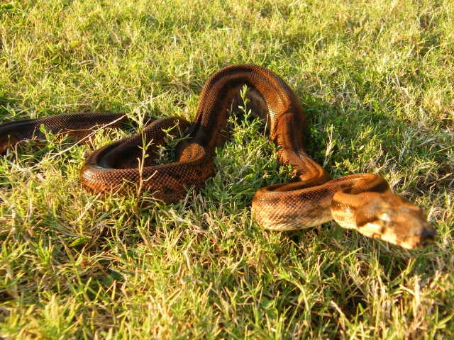 Hypo Het Tpos - Female