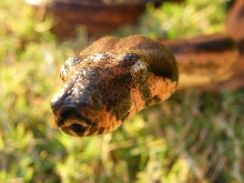 Hypo Het Tpos - Female