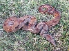 Hypo CA - Male