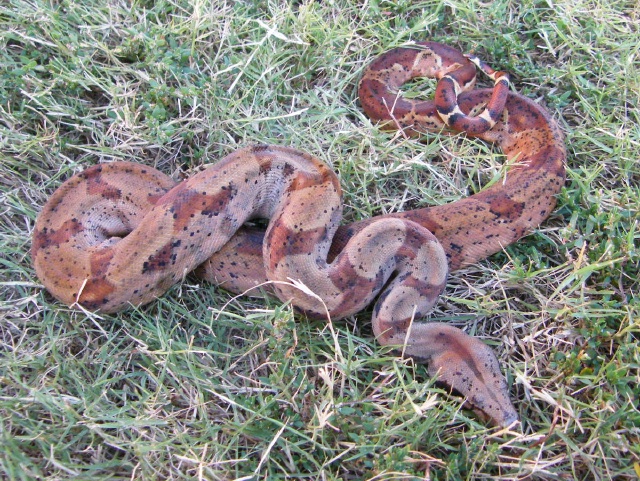 Hypo CA - Male