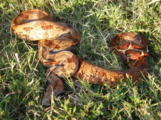 Hypo CA - Male