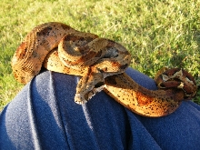 Hypo CA - Male