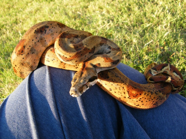Hypo CA - Male