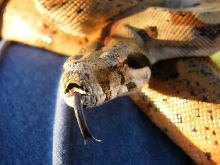 Hypo CA - Male