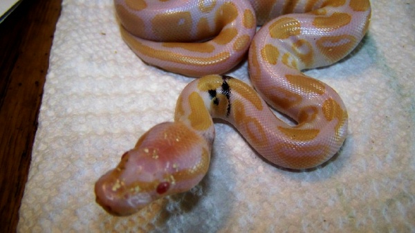 Paradox albino het snow