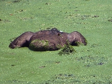 Snapper killing a goose