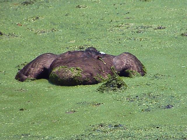 Snapper killing a goose