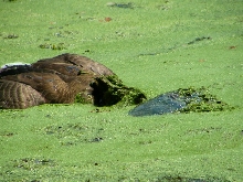 Snapper killing a goose