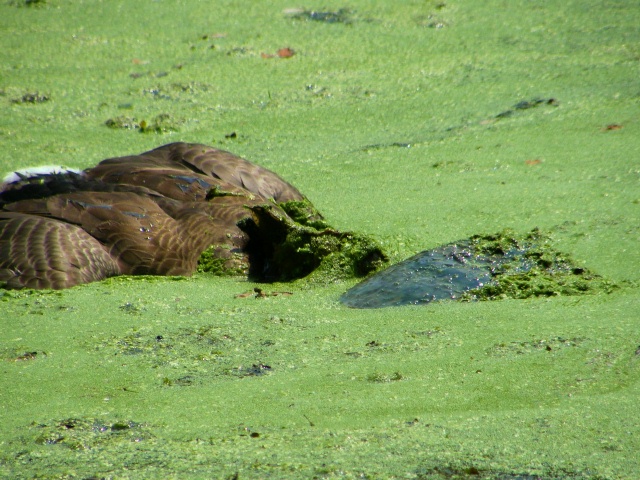 Snapper killing a goose