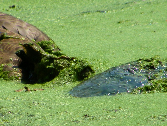 Snapper killing a goose