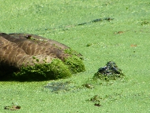 Snapper killing a goose
