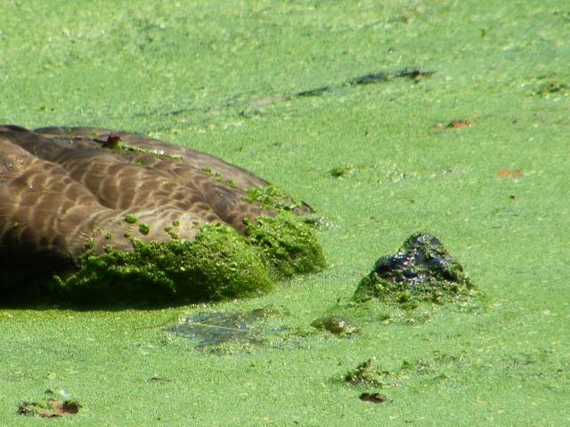 Snapper killing a goose