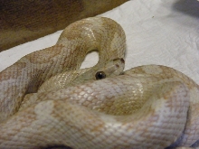 Black Rat Snake