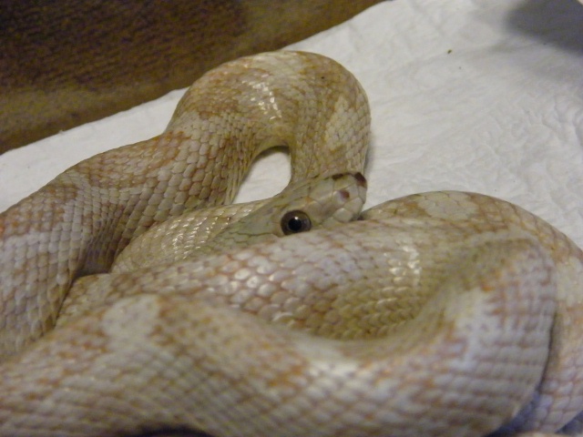 Black Rat Snake