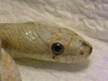 Black Rat Snake