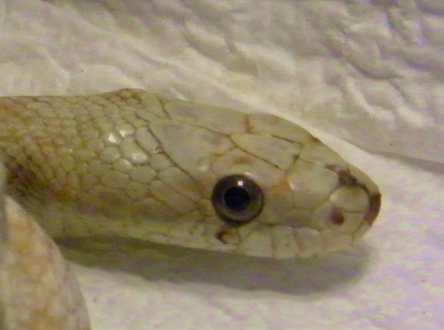 Black Rat Snake