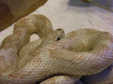 Black Rat Snake