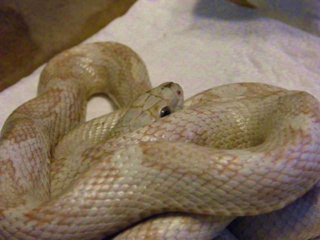 Black Rat Snake