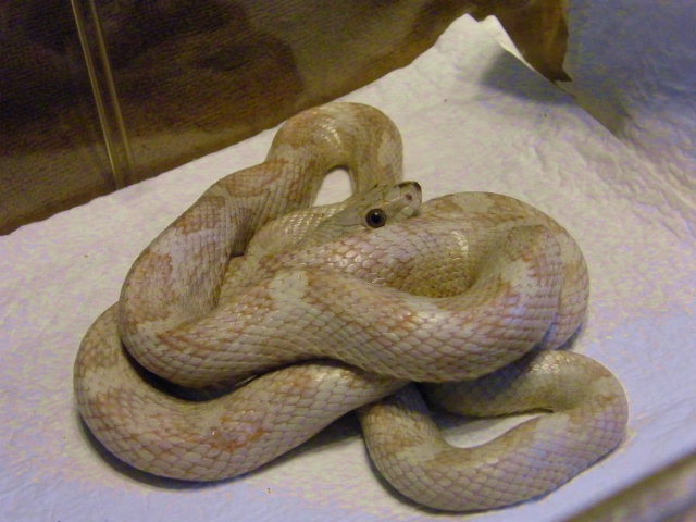 Black Rat Snake