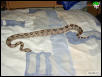 my boa