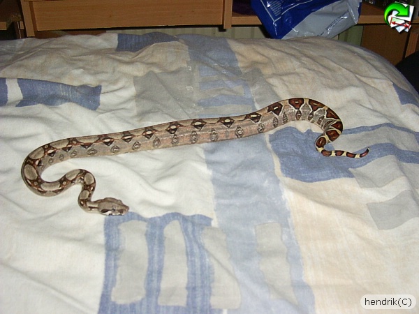 my boa