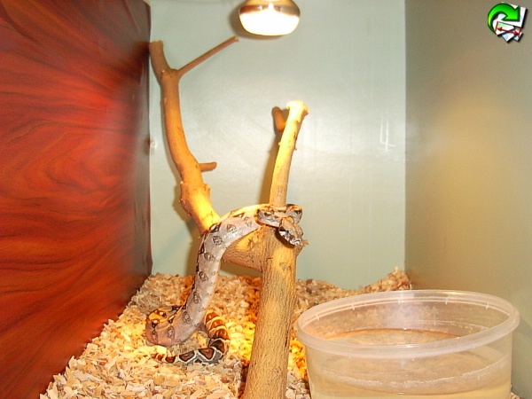 my boa