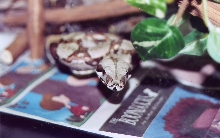 Death Stare