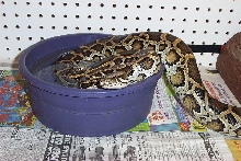 Lamia In Waterdish