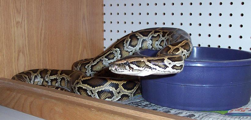 Lamia Looking