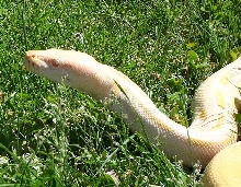 Liya In Grass
