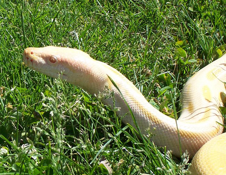 Liya In Grass