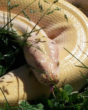 Kaliya In the Grass
