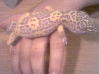 Male circle back albino het giant het patternless