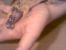 deformed leo tail