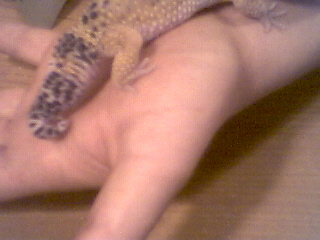 deformed leo tail