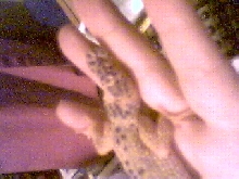Deformed tail