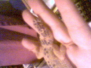 Deformed tail