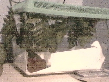 Hatchling Corn Tank