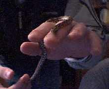 New Hatchling