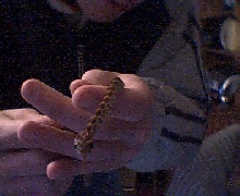 Corn Hatchling