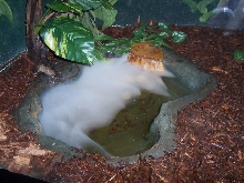 pond for GTP