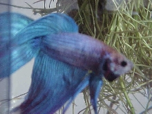 Sam
