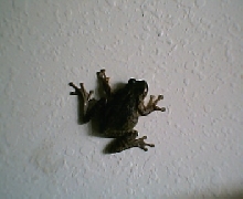 Cuban Tree Frog