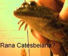 HELP! I need to ID this BULLFROG
