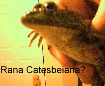 HELP! I need to ID this BULLFROG
